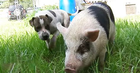 Dog And Pig Are BFFs And Do Everything Together, Including Getting Lost ...