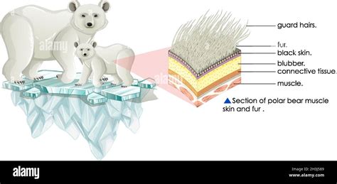 Section of polar bear muscle skin and fur illustration Stock Vector Image & Art - Alamy