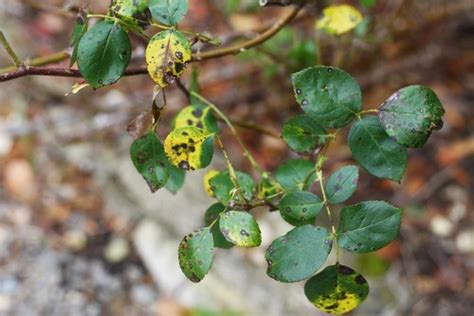 Black Spot Disease on Roses - Preventing and Controlling This Disease