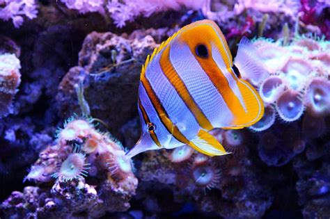 Choosing the Right Butterflyfish for Your Reef Tank