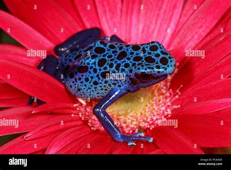 Blue azureus tinctorius dart frog (Dendrobates tinctorius) on a flower Stock Photo - Alamy