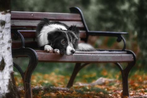 Cute Black White Border Collie Stock Photo - Image of blackandwhite ...