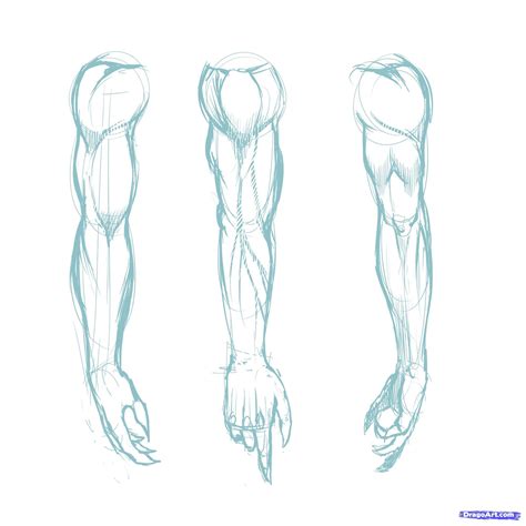 Male Arm Reference Drawing : References Arms Anatomy Iamag | Bodyalwasumy