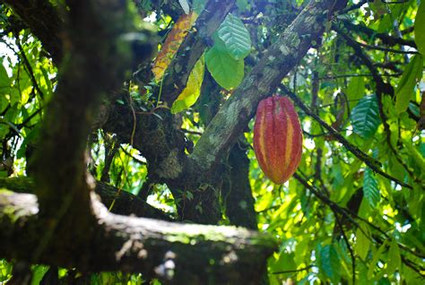 Costa Rica. On the Chocolate Tour | A cacao & chocolate tour… | Flickr