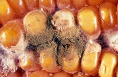 Traveling Small with a Nucleus: Aspergillus flavus and Aflatoxicosis