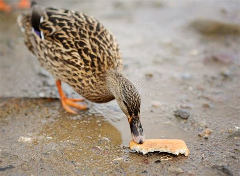 Duck stock image. Image of bread, nature, beak, duck - 54294553