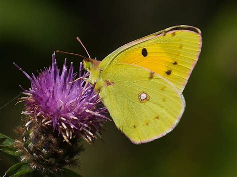 Migrant Clouded Yellow butterflies | Wildlife Insight