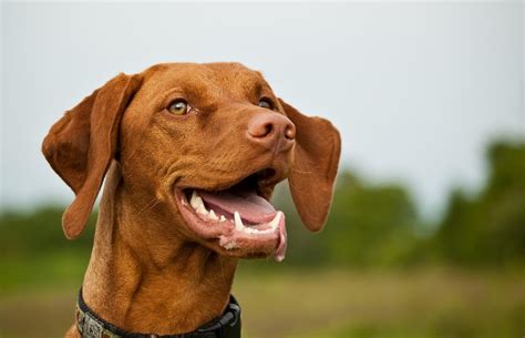 Vizsla : History, Temperament, Care, Training, Feeding & Pictures