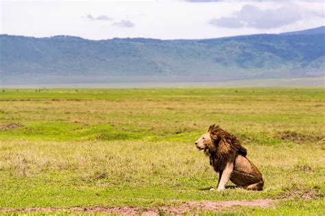 ngorongoro-crater-maasai-lion - The Vegan Strategist