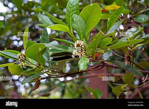 Mangrove flowers on tree (Rhizophora mangle Stock Photo - Alamy