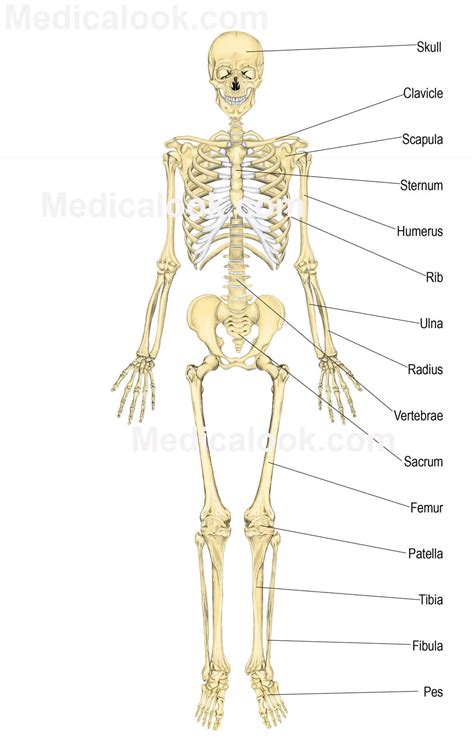 skeletal system quiz - ModernHeal.com