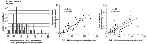 Levels of CYP1A2 expression in rat and human liver microsomes ...