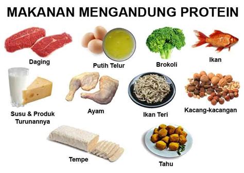 Makanan Yang Mengandung Protein - INFO SEHAT