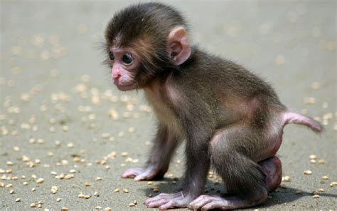 🔥 [70+] Baby Monkey Wallpapers | WallpaperSafari