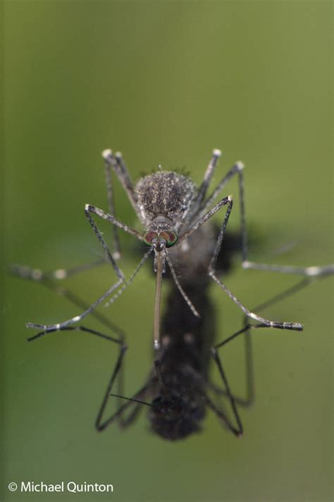 THE ALASKAN MOSQUITO | JOURNAL OF A WILDLIFE PHOTOGRAPHER