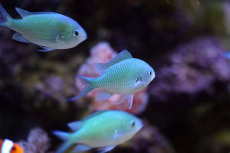 Photo #3 - Chromis (10 In Total) - 10 Chromis, 2 Orange Ocer...