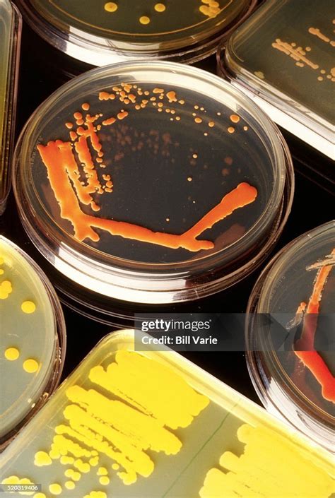 Petri Dishes High-Res Stock Photo - Getty Images