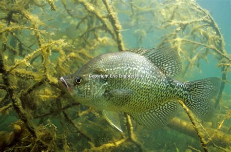 Black Crappie | Engbretson Underwater Photography