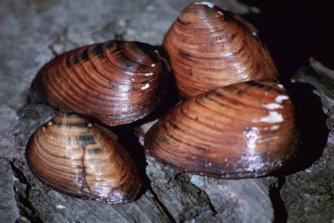 Free picture: clubshell, mussel, up-close, pleurobema, clava