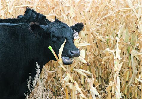 Cows in the corn field - campestre.al.gov.br