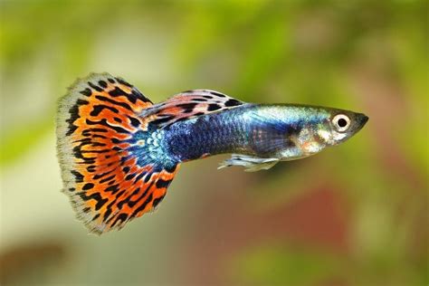 Guppy Care Guide - Requirements & Breeding » Petsoid