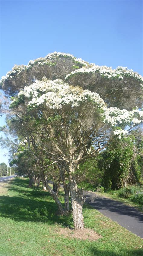 Flowering Tea Tree in Beautiful Byron Bay