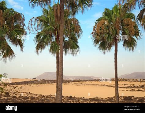 palms, oasis, palm tree Stock Photo - Alamy