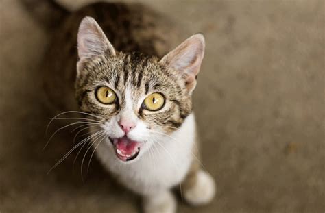 How to Teach a Cat to Be Quiet | Stop Cat Meowing | PetMD