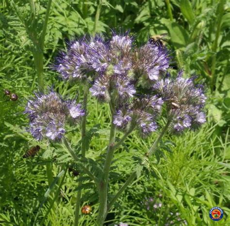 Purple Lacy Phacelia Flower Seeds Phacelia tanacetifolia 1000 | Etsy