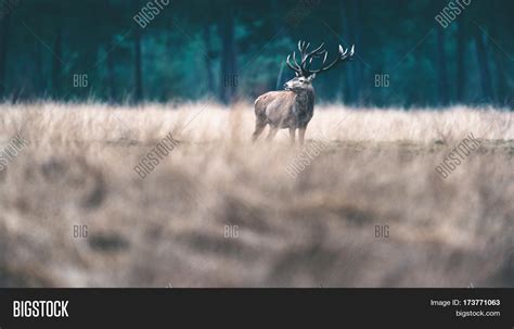 Red Deer Large Antlers Image & Photo (Free Trial) | Bigstock