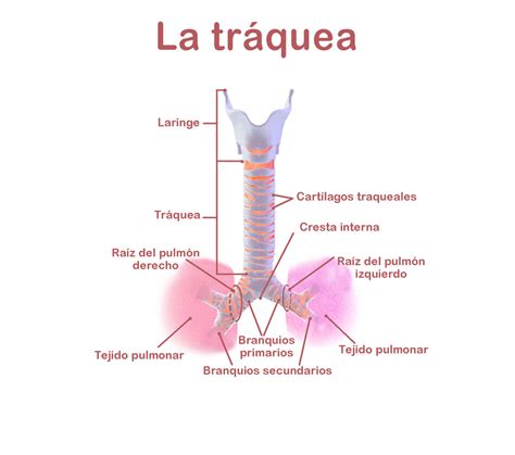 La Tráquea: funciones, ubicación, partes, funcionamiento, características