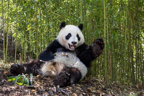 Giant pandas: We finally know why they are black and white | New Scientist