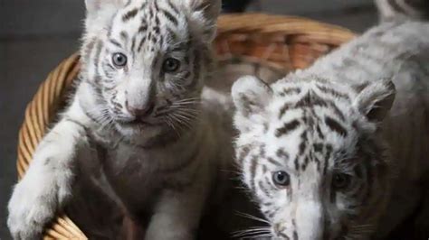 2 Anak Harimau Putih di Kebun Binatang Pakistan Mati Akibat Covid-19