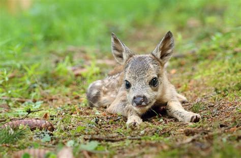 Adorable Roe Deer Fawn in Forest Stock Image - Image of lying, adorable: 251840827