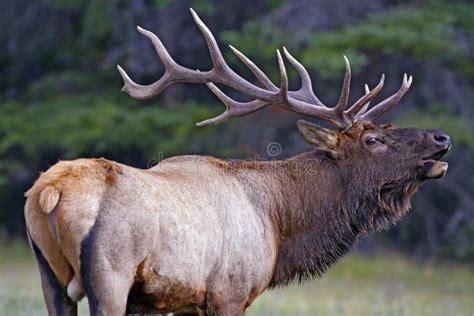 Bull Elk Calling Stock Photo - Image: 45106430