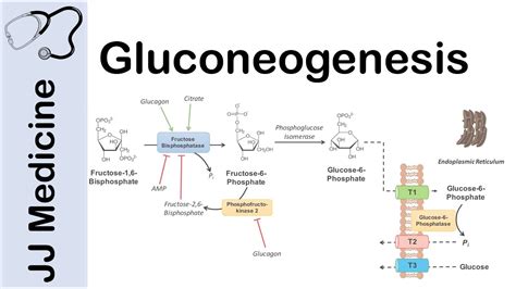 Gluconeogenesis Pathway: Overview, Enzymes, Co-Factors and Precursors - YouTube