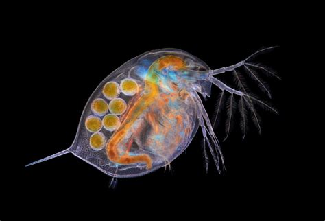 Daphnia (water flea) with eggs | Nikon Small World