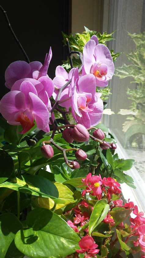 Blooming : orchids