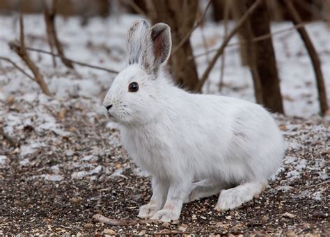 Snowshoe Hare: Info, Pictures, Habitat & Traits | Pet Keen