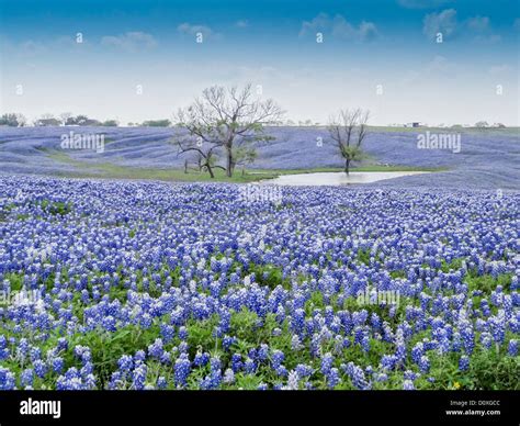 Ennis, Lupinus texensis, Texas, USA, biennial plant, field, bluebonnets, spring, Texas ...