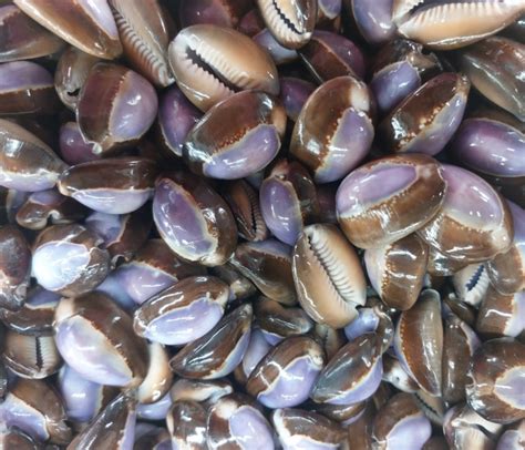 Cowrie Shells Free Stock Photo - Public Domain Pictures