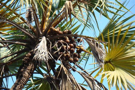 Hyphaene dichotoma – eFlora of India