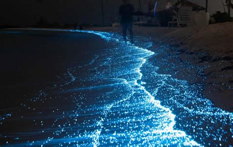 Cocoa Beach Bioluminescence - All You Need To Know (2024) - A Backpacker's World