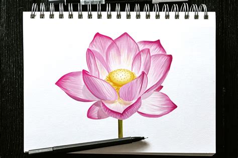 How to Draw a Lotus Flower - Create Your Own Lotus Sketch (2022)