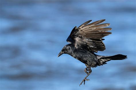 10 Fun Facts About the American Crow | Audubon