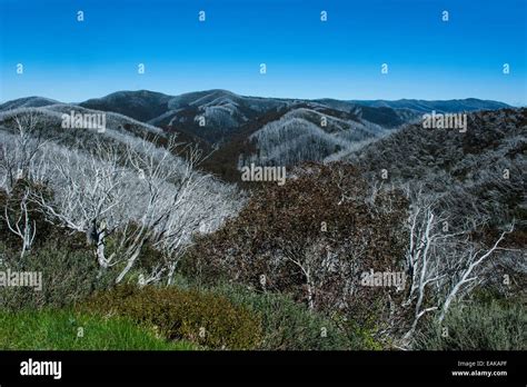 Overlooking the Victorian Alps mountain range, Victoria, Australia Stock Photo - Alamy