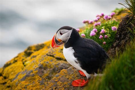 Puffins in Iceland - Best Locations for Puffin Watching in Iceland - Iceland Travel Guide