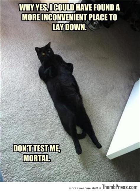 Black Cat Meme / The pet collective is home to the top trending clips ...