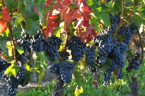 Cabernet Franc: Is This Ontario’s Red Wine? – eatdrink Magazine