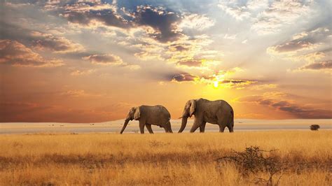 Africa Animal Elephant Savannah Wildlife HD African Wallpapers | HD Wallpapers | ID #55152